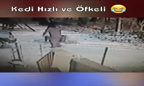 Hızlı Ve Öfkeli Kedi