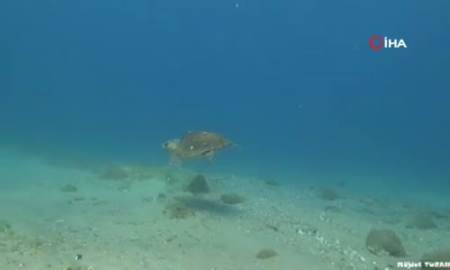 Nesli tükenmekte olan caretta caretta Çanakkale Boğazı’nda böyle görüntülendi