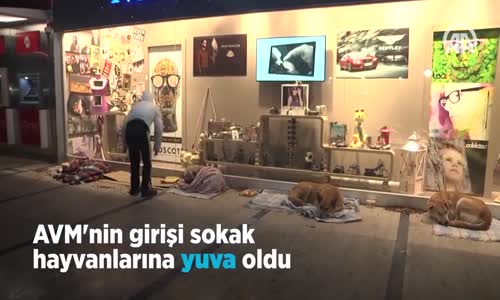 AVM Girişi, Sokak Hayvanlarına Barınak Oldu