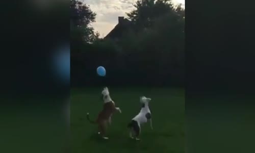 Balonla Oynayan Sevimli Köpekler