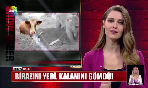 Ayı, ineğin üstüne toprak attı