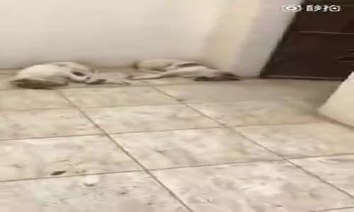 Uyuyan Köpekleri Rahatsız Eden Yaratık