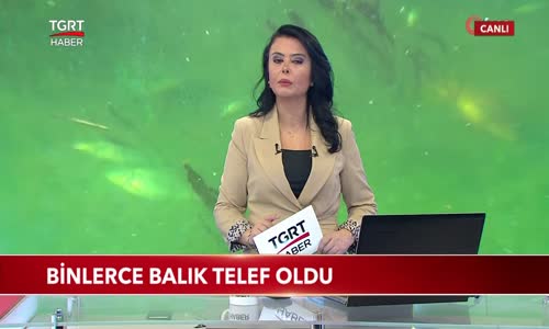 Binlerce Balık Telef Oldu