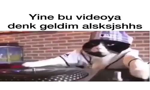 Dj Yapan Kedi