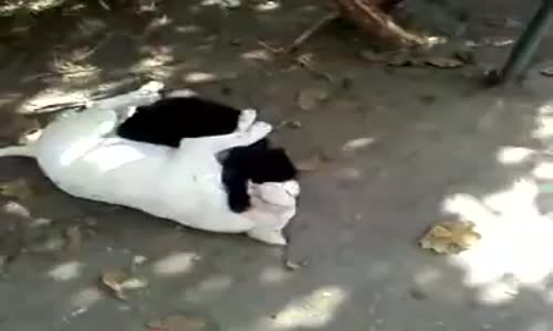 Bu Köpeğin Kediye Naptığı Belirsiz