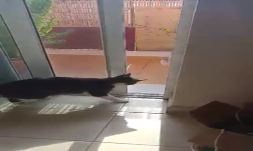 Balkon Kapısını Açan Kedi