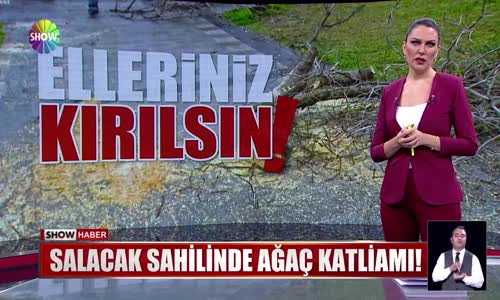 O ağaçları kim kestirdi?