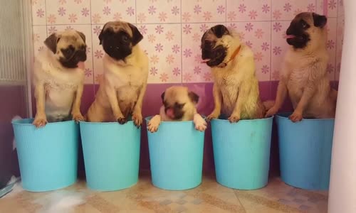 Tatlı Pugların Banyo Vakti