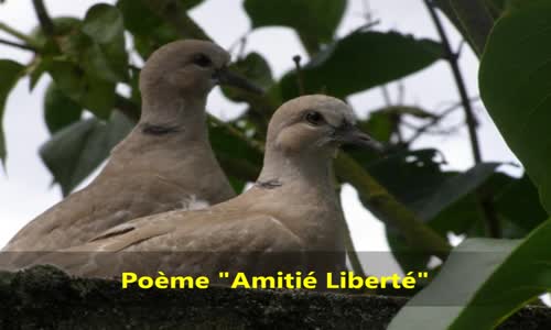 Poème  Amitié Liberté  Friendship Freedom  Musique 