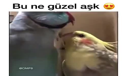 Bu Ne Güzel Aşk