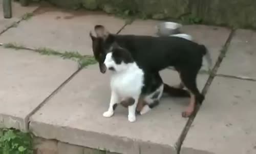 Kediyi Rahat Bırakmayan Köpek