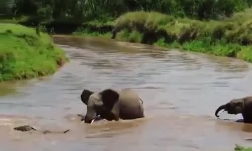 Nehri Geçmeye Çalışırken Akıntıya Kapılan Yavru Filin Kurtarılma Anı