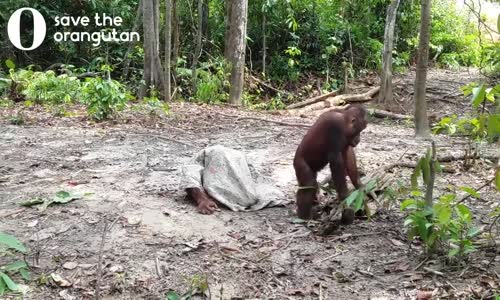 Başına Çuval Geçiren Orangutanın Komik Halleri