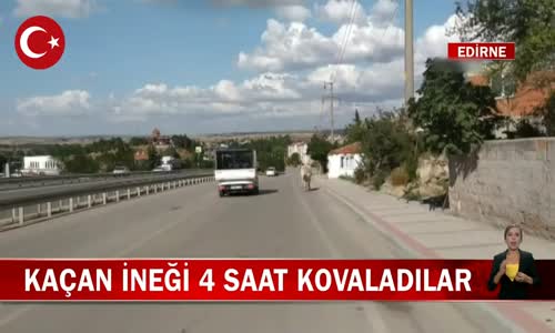 Edirne'de Bir İnek Kesime Giderken Kamyona Bindirilirken Kaçtı! İşte Görüntüler