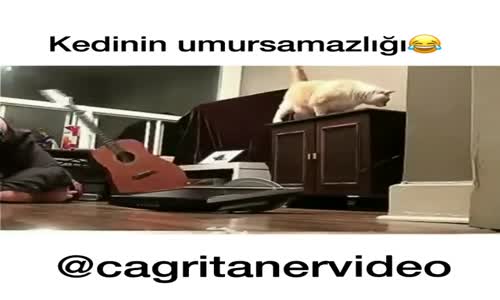 Kedinin Umursamazlığı