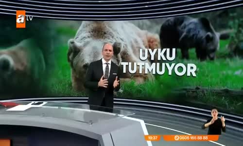 Ayılar kış uykusuna yatamıyor! Bakın neden