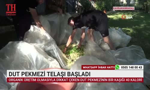 DUT PEKMEZİ TELAŞI BAŞLADI