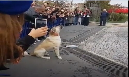 Arkadaşlarının Hakkını Arayan Köpek