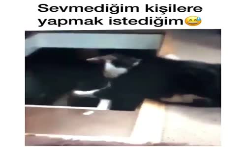 Sevmediğim Kişilere Yapmak İstediğim