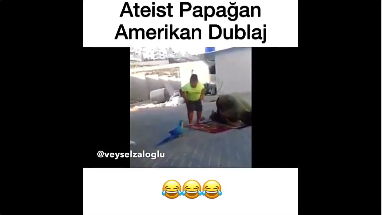 Ateist Papağan - Amerikan Dublaj