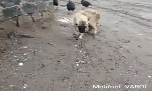 Elazığ Köpeğinin Farkı Bu Olmalı