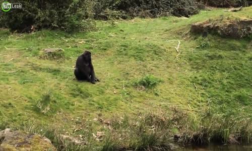 Ördek Yavrularını Ele Geçirip Yiyen Goriller