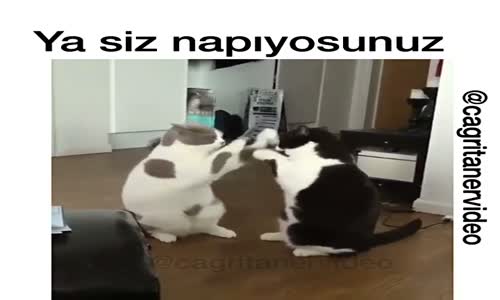 Pati Savaşı Yapan Kediler 