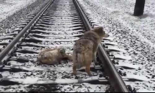 Tren Rayları Üzerinde Yaralı Arkadaşını Yalnız Bırakmayan Köpek