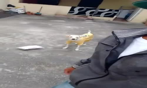 Sırtına Çişini Yapan Köpeği Sahiplenen Adam