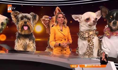 Böyle süslü köpekler görmediniz 