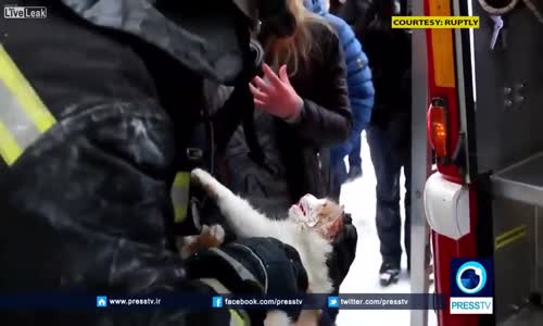 Çıkan Yangında Kalbi Duran Kediyi Kalp Masajı Yapan İtfaiyeci