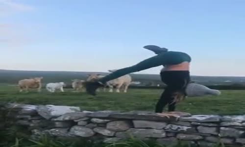 İneklerin Yoga Yapan Kızı Dikkatle İzlemesi