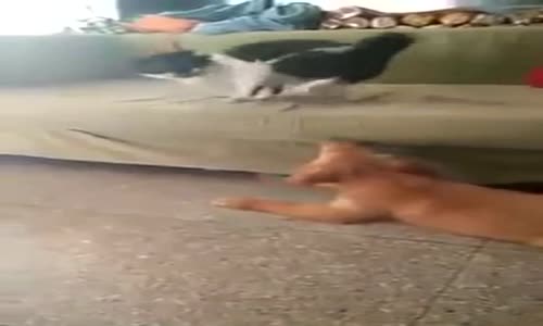 Boksör Kedi Köpeği Yumrukladı