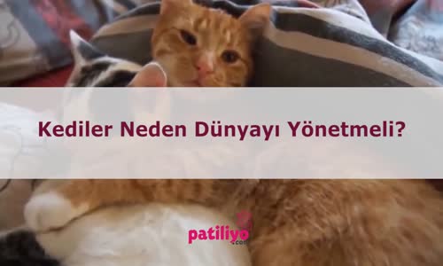 Kediler Neden Dünyayı Yönetmeli?