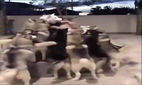 Köpek Maskeli Çocuğu Dişi Köpek Sanan Erkek Köpekler