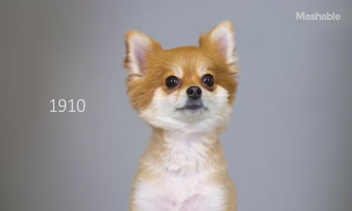 Pomeranian Köpeklerinin 100 Yıl İçerisinde Değişen Güzellik Anlayışları