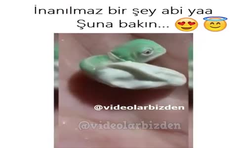 Yumurtadan Çıkan Kertenkele