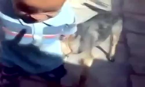 Küçük Çocuğu Isıran Köpek