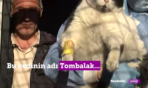 Obez Kedi Yediklerinden Zehirlendi