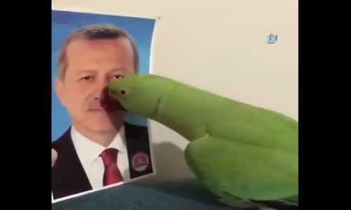 Papağanın Cumhurbaşkanı Erdoğan Sevgisi Sosyal Medyayı Salladı