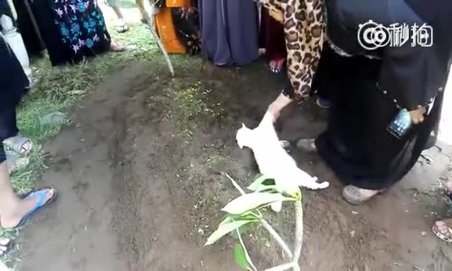 Ölen Sahibinin Mezarından Ayrılmayan Kedi