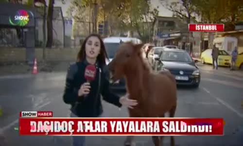 At Haberi Yapmaya Giden Muhabire Atın Saldırması