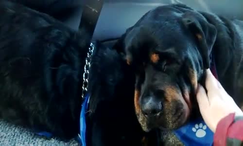 Ölen İkiz Kardeşinin Yasını Tutan Rottweiler