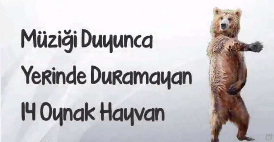 Müziği Duyunca Yerinde Duramayan Oynak Hayvanlar