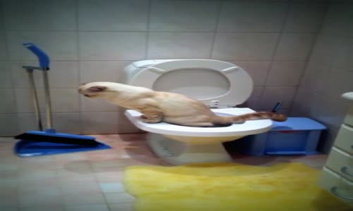 Lavabo Kullanmasını Bilen Akıllı Kedi