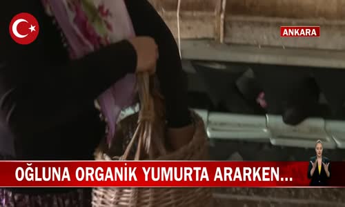 Din Kültürü Öğretmeni Özlem Arslan 1500 Tavuk Alarak Kümes Kurdu! İşte Görüntüler