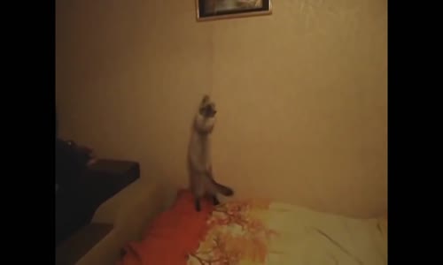 Yeni Kedi Video Derlemesi