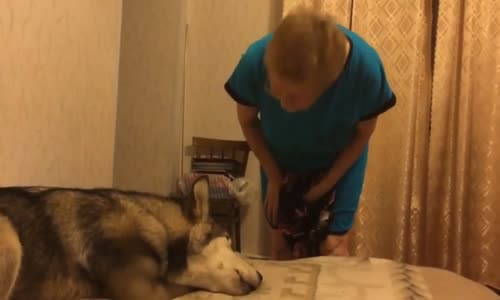 Yataktan Çıkmak İstemeyen Köpek