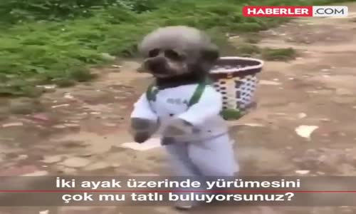 İki Ayak Üzerinde Duran Köpekler Nasıl Eğitiliyor?