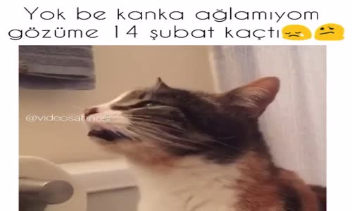 Kedi Ağlıyor